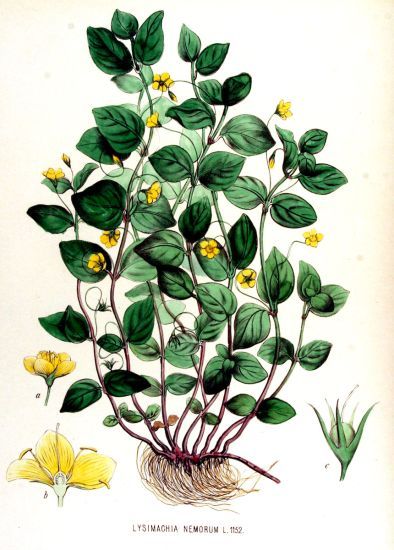 Lysimachia nemorum.jpg