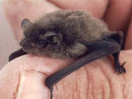 Image:Pipistrellus_pygmaeus.jpg