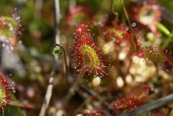 Image:Drosera_intermedia_Pinail_Nicolas_Macaire_6155_BR.jpg