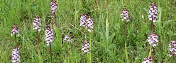 Image:Orchis_purpurea_7_Nicolas_MacaireBR.jpg