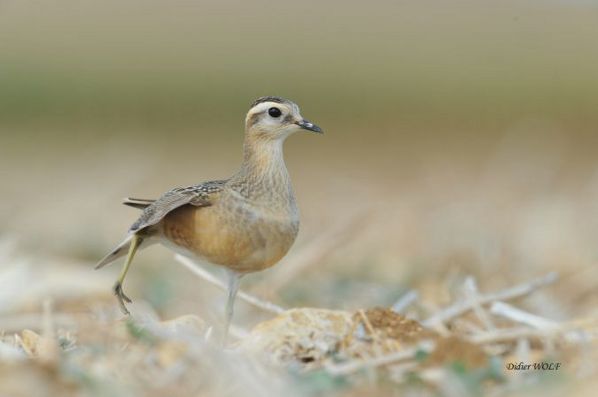 Pluvier guignard Charadrius morinellus Didier Wolf.jpg