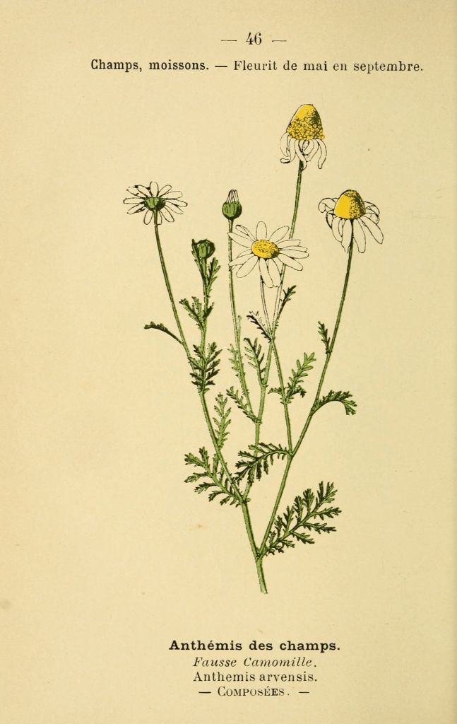 Anthemis arvensis.jpg