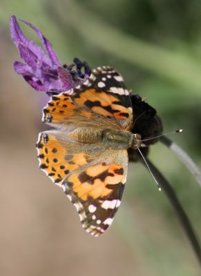 Belle dame Vanessa cardui 7 Nicolas MacaireBR.jpg