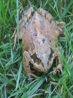 Image:Crapaud_1.JPG