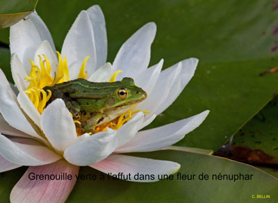 Image:Grenouille_verte.jpg