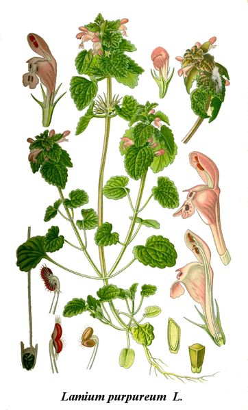 Image:Lamium_purpureum.jpg