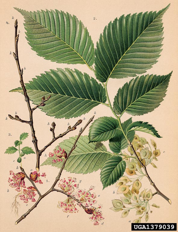 Ulmus laevis.jpg