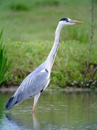 Image:Heron_cendre_Ch_Aussaguel_1BR.JPG