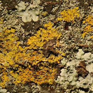 Image:Lichens_7_Nicolas_MacaireBR.jpg