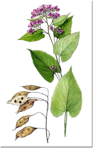 Image:Lunaria_rediviva.jpg