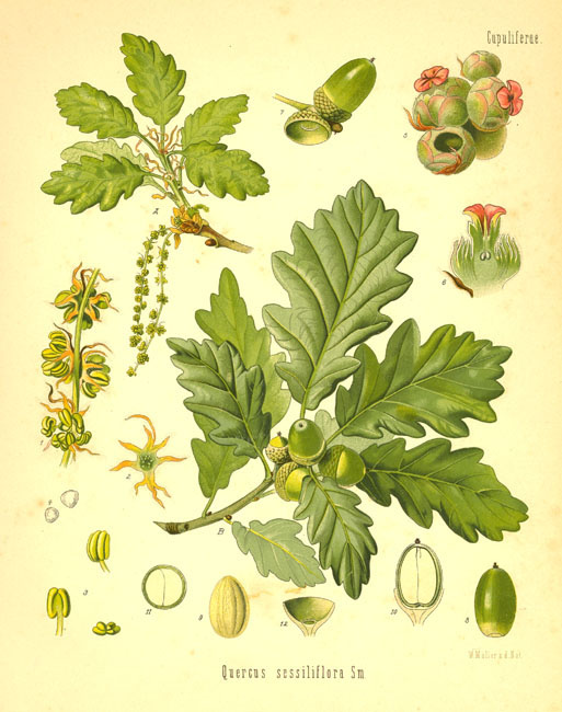 Image:Quercus_robur.jpg