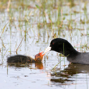 Image:Foulque_macroule_Fulica_atra_JJ_Carlier_3642_BR.jpg