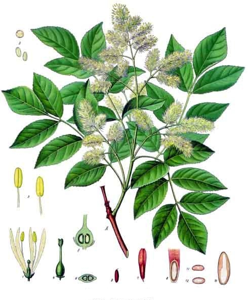 Fraxinus ornus.jpg