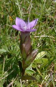 Image:Gentianella_campestris.jpg