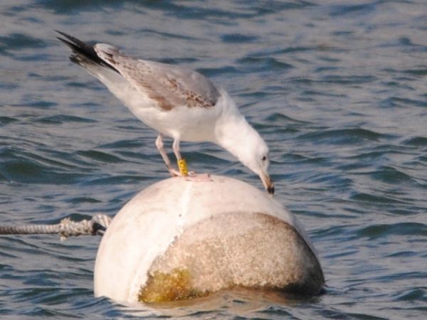 Goeland pontique Larus cachinnans Marc Jouvie LPO74.jpg