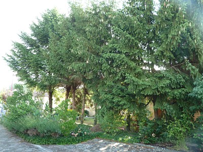 Jardin01.jpg