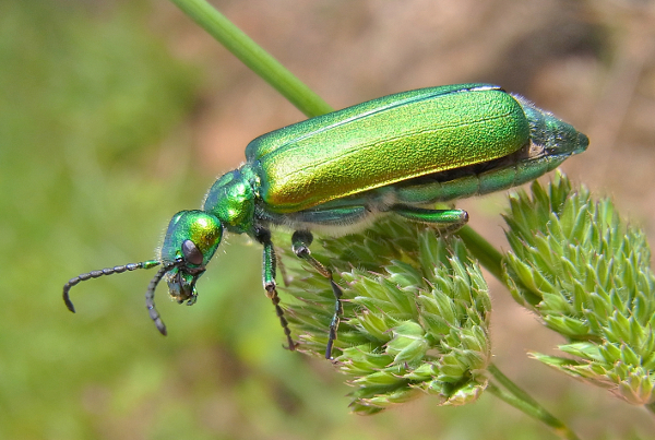 Lytta vesicatoria 600pixels.jpg