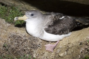 Puffin Cendre Emile Barbelette.jpg