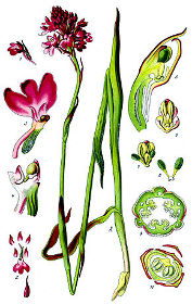 Anacamptis pyramidalis.jpg