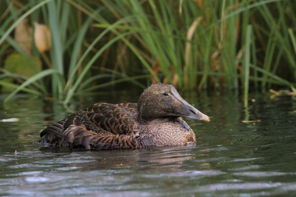 Eider duvet Somateria mollissima femelle LPO Franche Comte.jpg