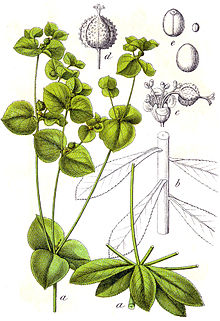 Euphorbia platyphyllos Sturm.jpg