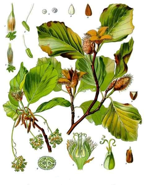 Image:Fagus_sylvatica.jpg