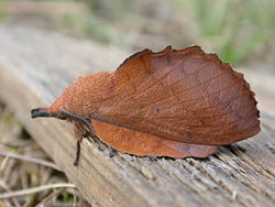 Image:Gastropacha_quercifolia.jpg