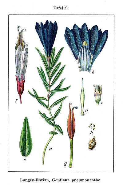 Image:Gentiana_pneumonanthe.jpg