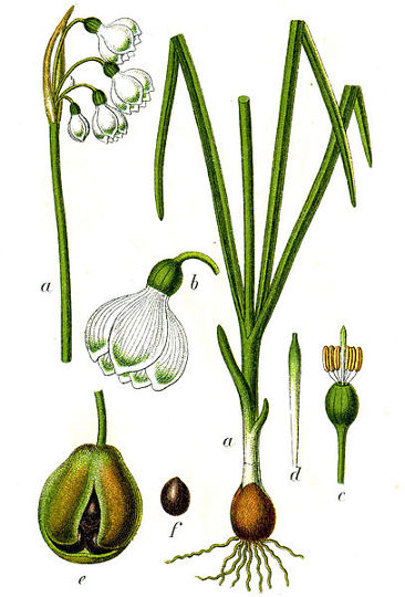 Image:Leucojum_aestivum.jpg