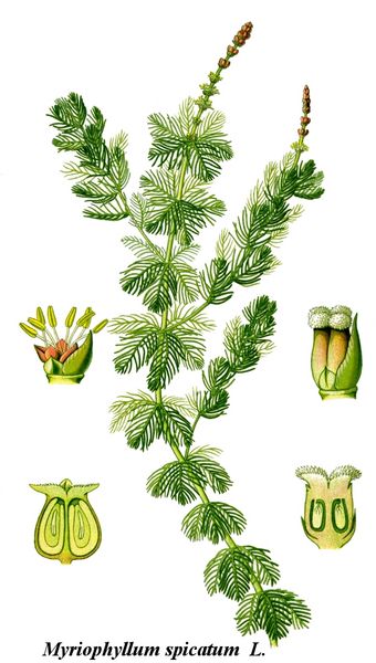 Image:Myriophyllum_spicatum.jpg