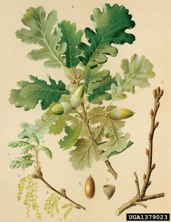 Quercus pubescens.jpg