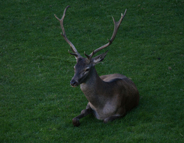 Image:Cerf_Cervus_elaphus_lpo.jpg