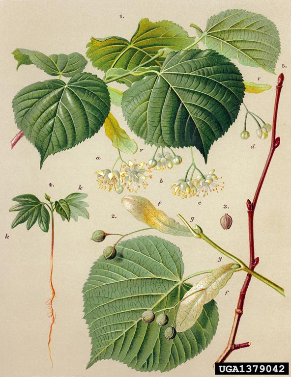 Image:Tilia_platyphyllos.jpg