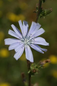 Image:Chicorée_Cichorium_intybus_Nicolas_MacaireBR.jpg