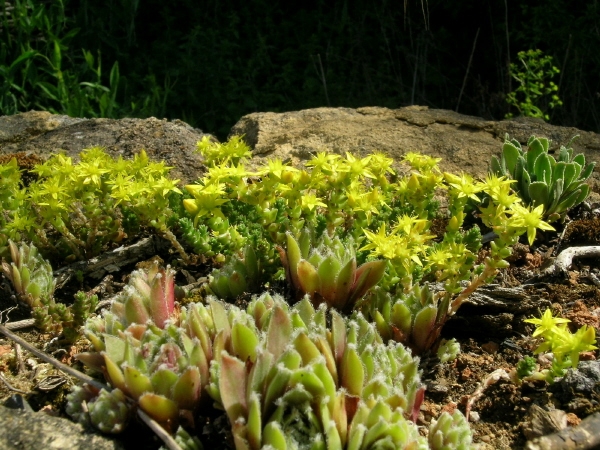 Image:Sedum_acre_Nicolas_Macaire.JPG