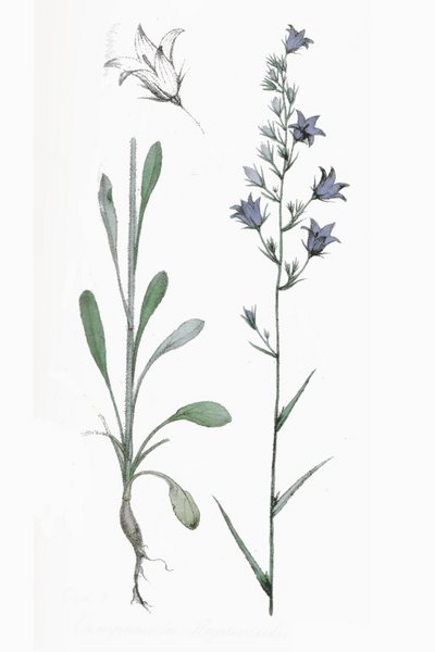 Image:Campanula_rapunculus.jpg