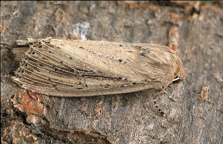 Nonagria typhae.jpg