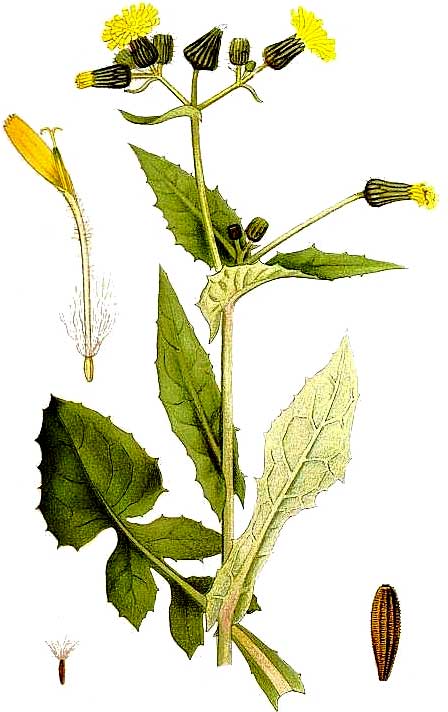 Sonchus oleraceus.jpg