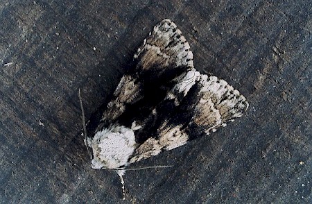 Aldermoth.jpg