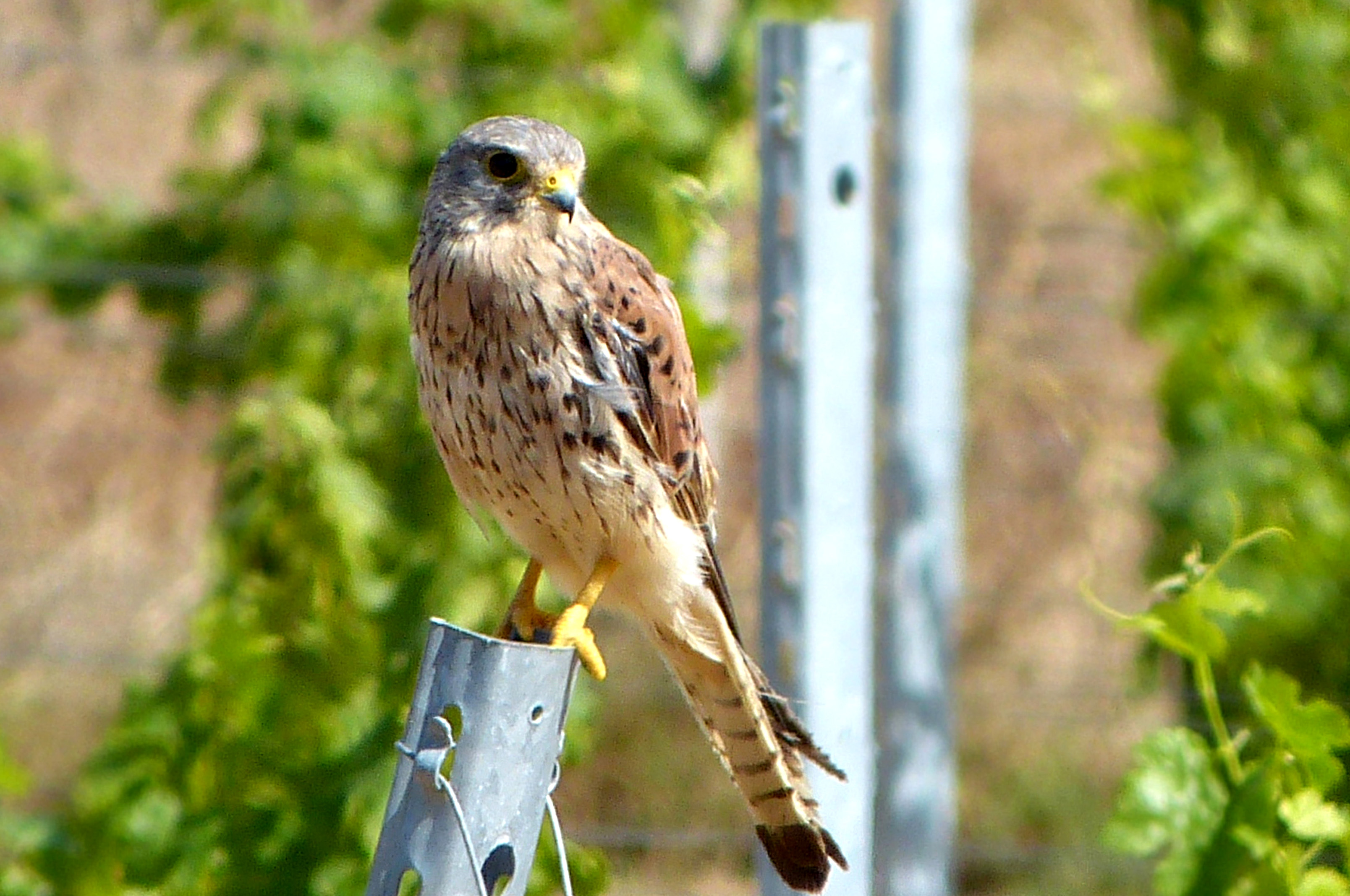 Faucon crecerelle Falco tinnunculus fem Andre Chemin.jpg