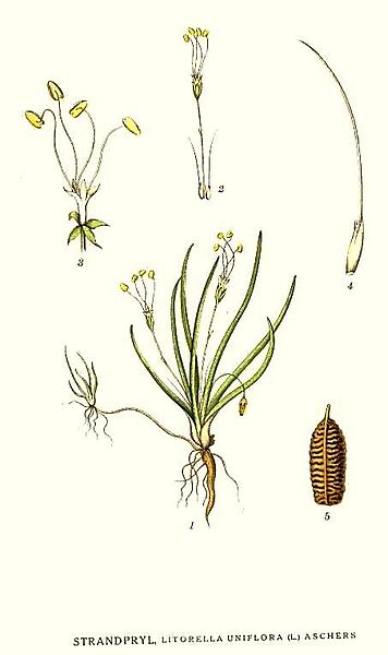 Image:Littorella_uniflora.jpg