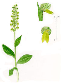 Dactylorhiza viridis.jpg