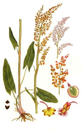 Rumex acetosa BR.jpg