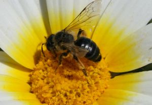 Image:Abeille_Espagne_2009_Nicolas_MacaireBR.jpg