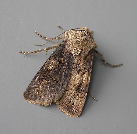 Agrotis puta.jpg