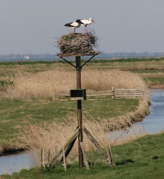 Image:Cigogne_blanche_1_Nicolas_MacaireBR.jpg