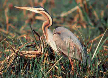 Image:Heron_pourpre_LPO_champagne_ardenne.JPG