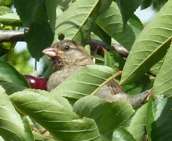 Image:Moineau_domestique_26.jpg