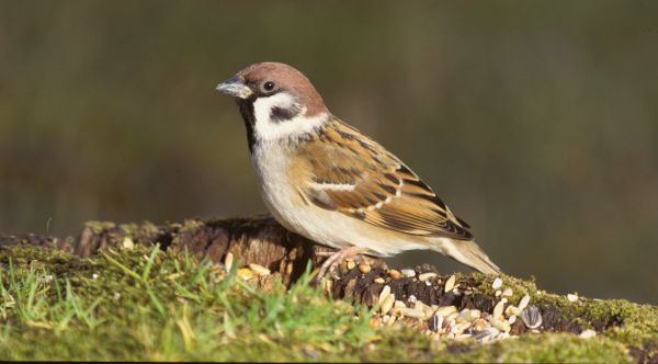 Moineau friquet Passer montanus Christian Aussaguel BR.JPG