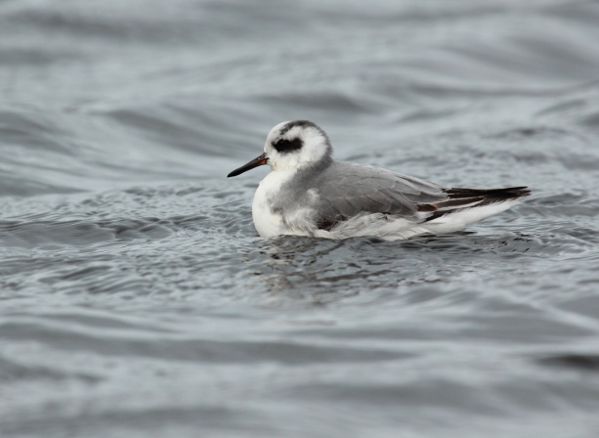 Image:Phalarope_bec_large_Stephan_Tillo_LPO_aquitaine.jpg